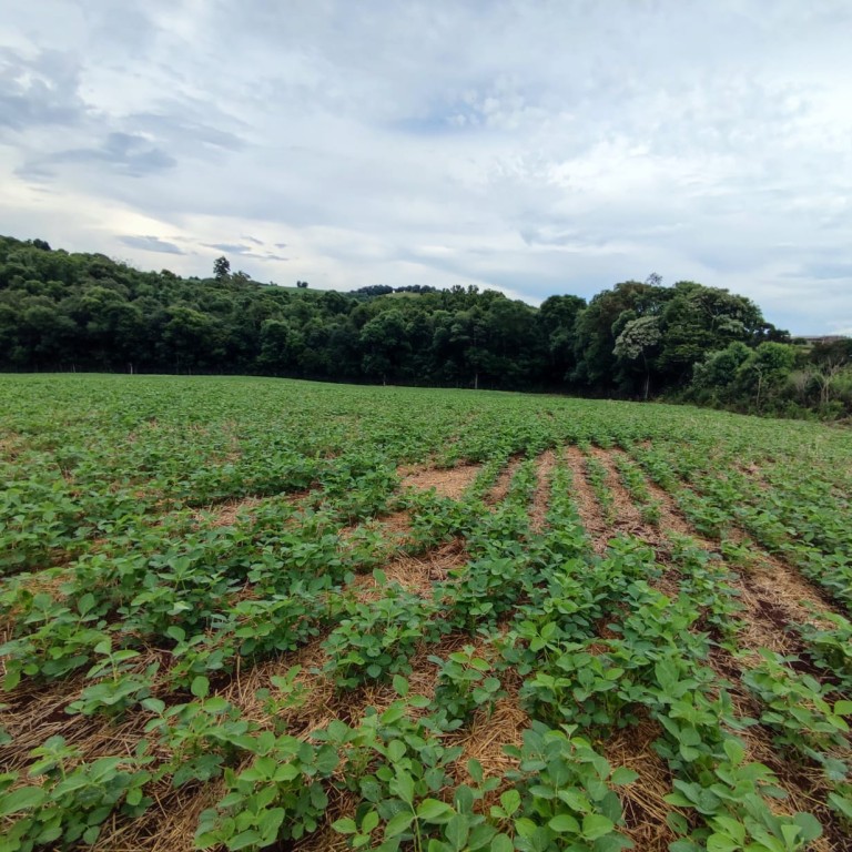 ÁREA DE TERRA DE 3 HA NO RS