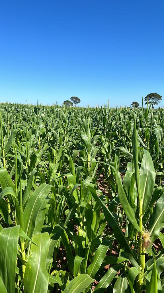 FAZENDA PORTEIRA FECHADA DE 1.136 HA