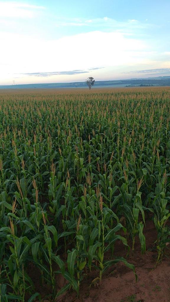 FAZENDA PORTEIRA FECHADA DE 1.136 HA