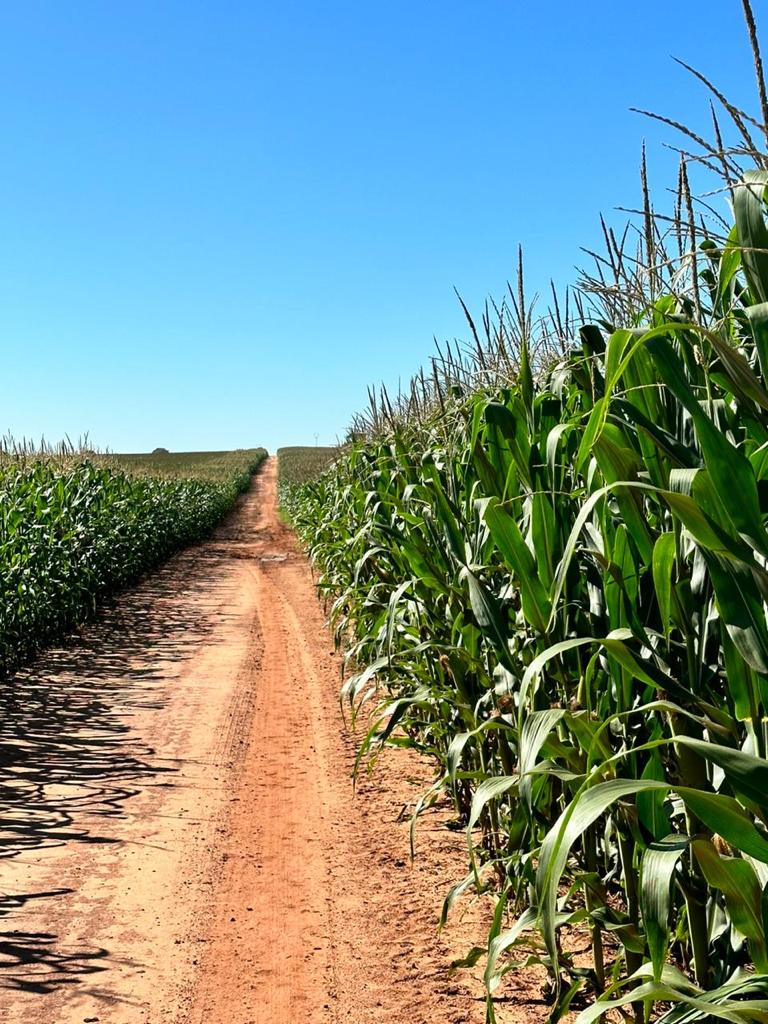 FAZENDA PORTEIRA FECHADA DE 1.136 HA