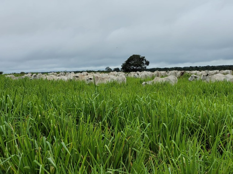 FAZENDA PARA PECUÁRIA DE 1.200 HA