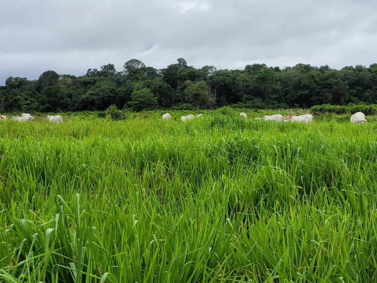 FAZENDA PARA PECUÁRIA DE 1.200 HA