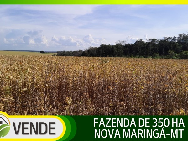 FAZENDA DE 350 HA NO MATO GROSSO
