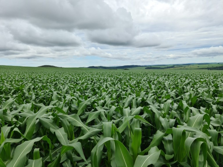 FAZENDA DE 1.350 HA COM ATÉ 10 ANOS PARA PAGAR