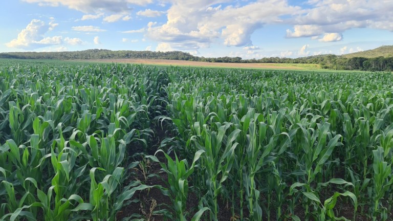 FAZENDA DE 1.350 HA COM ATÉ 10 ANOS PARA PAGAR