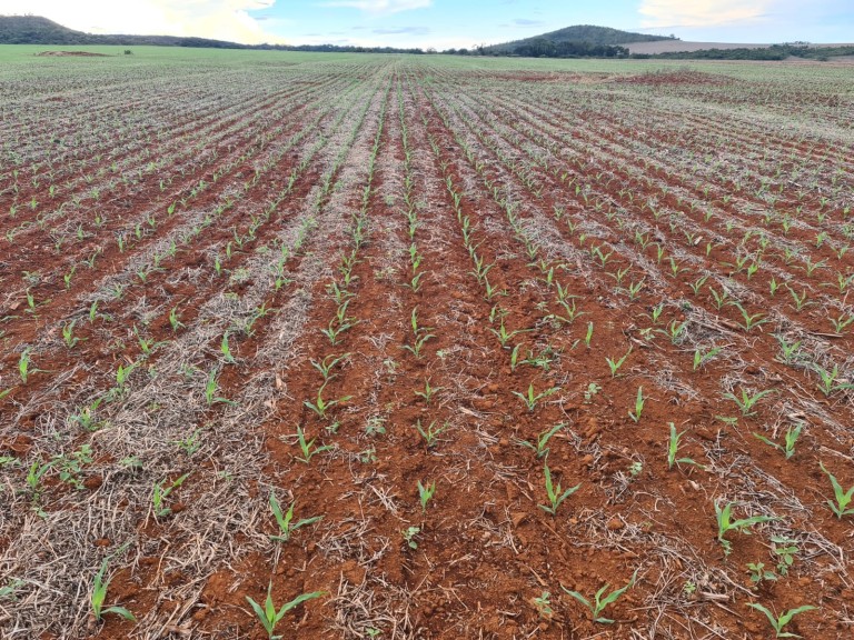 FAZENDA DE 1.350 HA COM ATÉ 10 ANOS PARA PAGAR