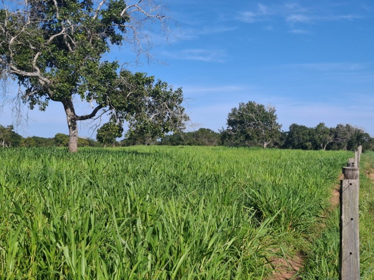 FAZENDA DE 700 HA NO TOCANTINS