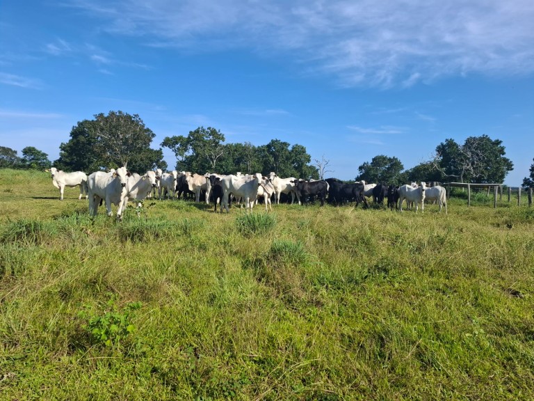 FAZENDA DE 700 HA NO TOCANTINS