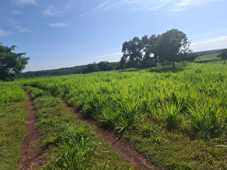 FAZENDA DE 700 HA NO TOCANTINS