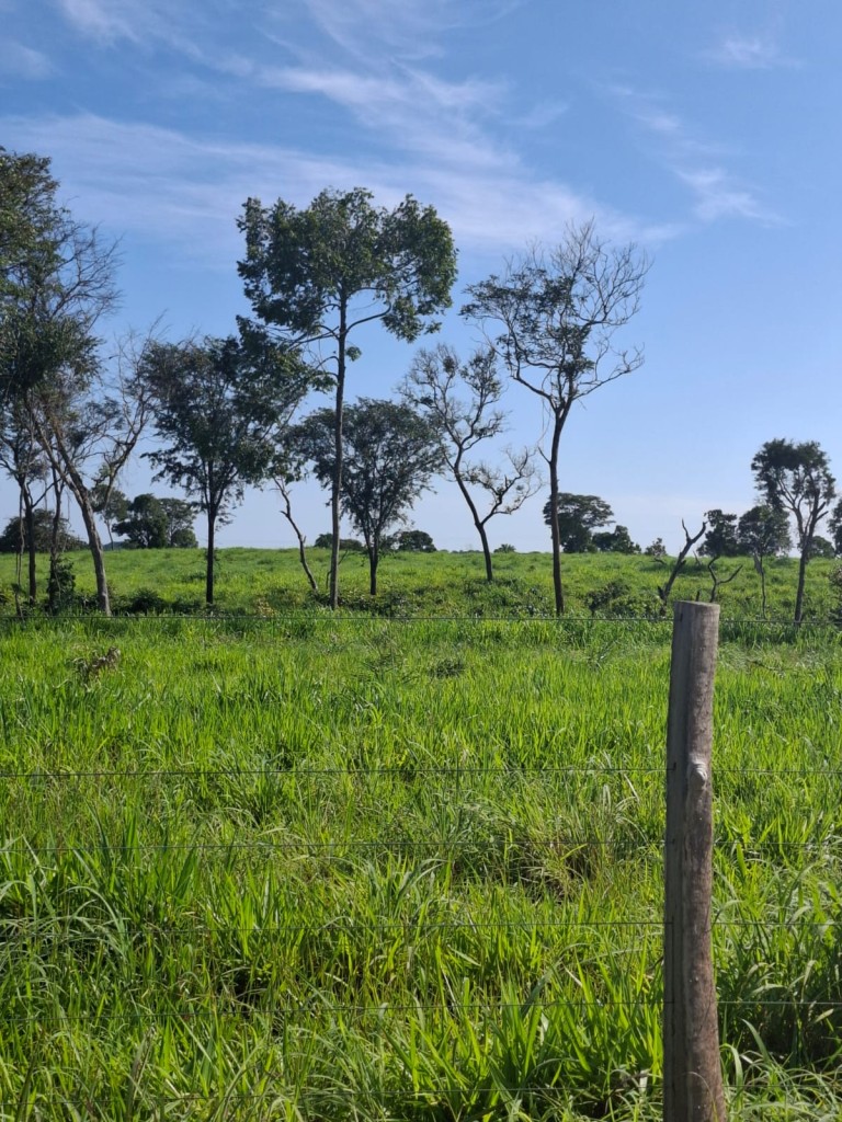 FAZENDA DE 700 HA NO TOCANTINS