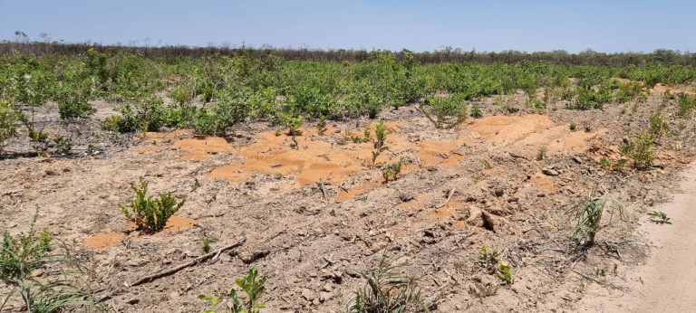 FAZENDA DE 6.780 HA NA BAHIA