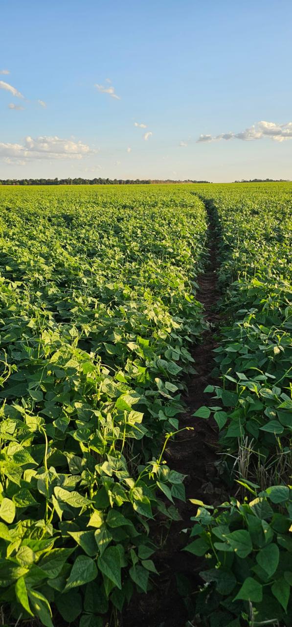FAZENDA DE 4.600 HA COM 10 ANOS PARA PAGAR