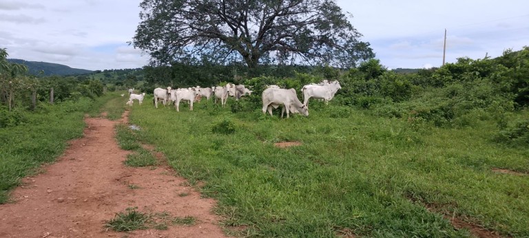 FAZENDA DE 920 HA EM MINAS GERAIS
