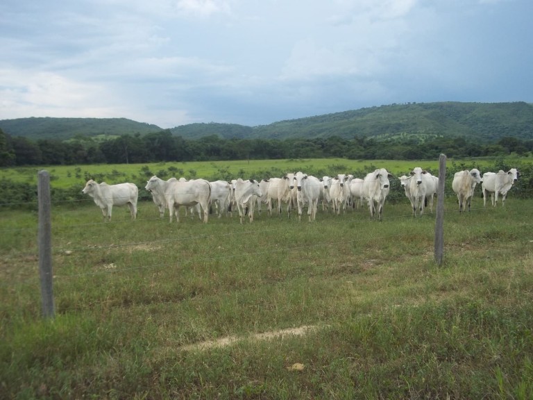 FAZENDA DE 920 HA EM MINAS GERAIS