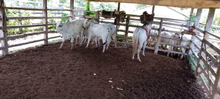FAZENDA DE 920 HA EM MINAS GERAIS