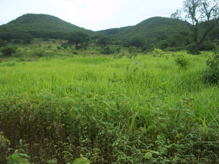 FAZENDA DE 920 HA EM MINAS GERAIS