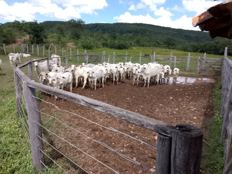 FAZENDA DE 920 HA EM MINAS GERAIS