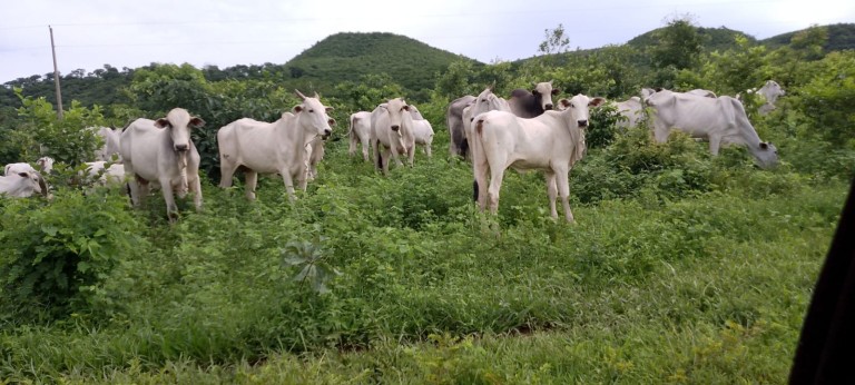 FAZENDA DE 920 HA EM MINAS GERAIS