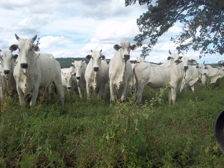 FAZENDA DE 920 HA EM MINAS GERAIS
