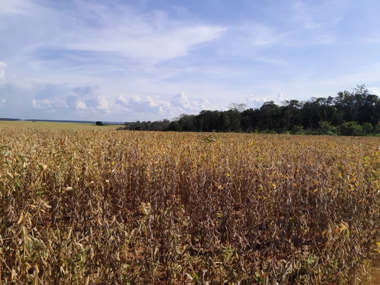 FAZENDA DE 350 HA NO MATO GROSSO