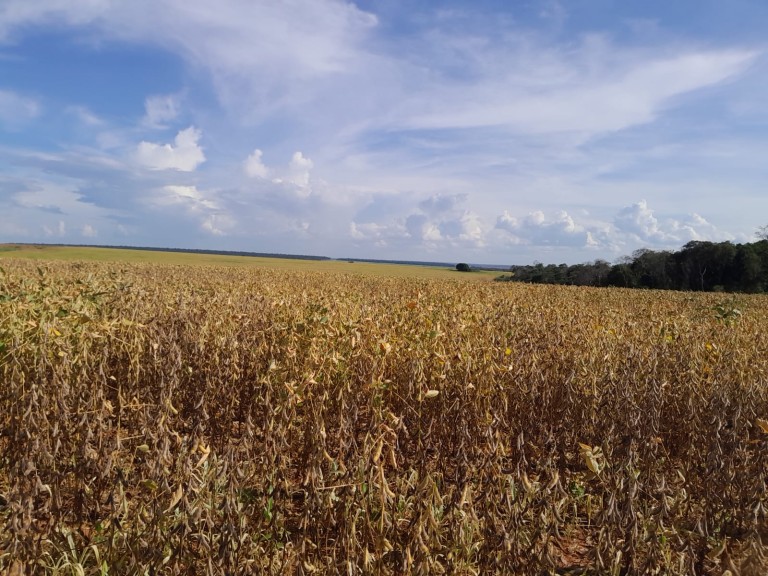 FAZENDA DE 350 HA NO MATO GROSSO