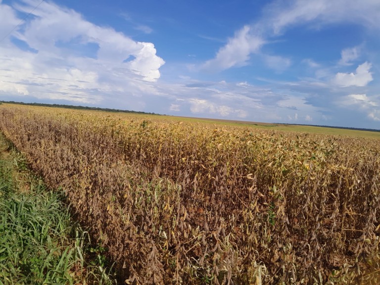 FAZENDA DE 350 HA NO MATO GROSSO