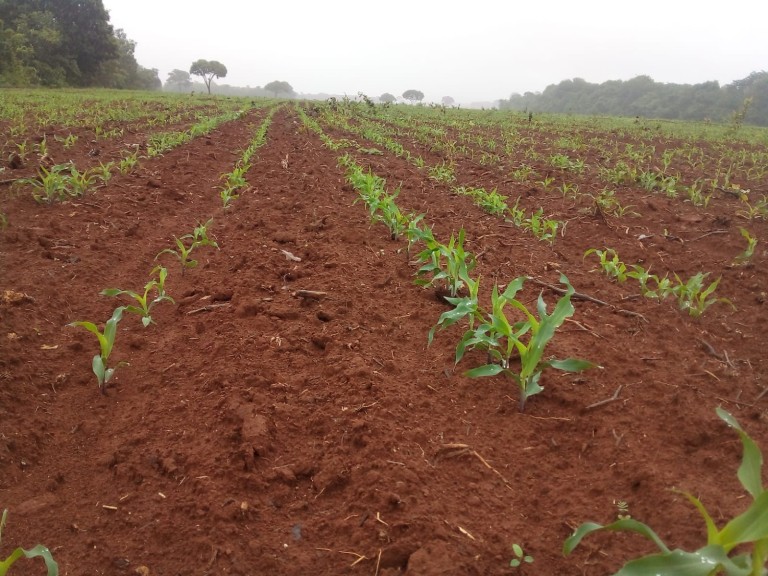 FAZENDA DE 870 HA NO TOCANTINS
