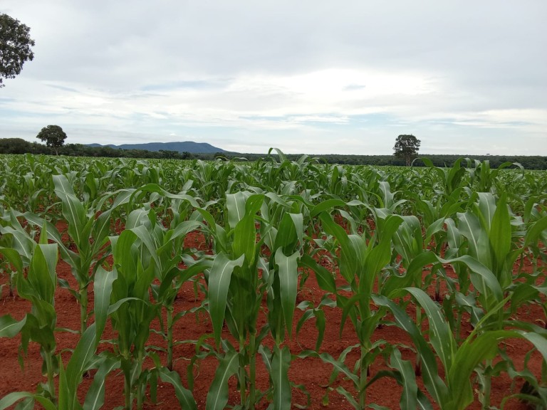 FAZENDA DE 870 HA NO TOCANTINS
