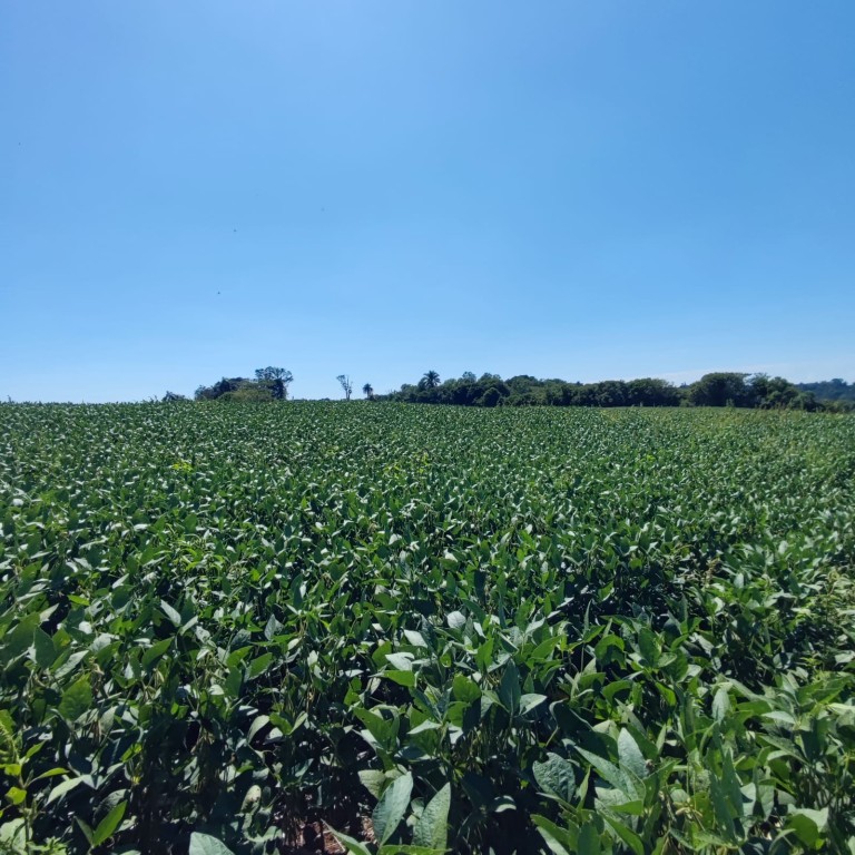 ÁREA DE TERRA DE 11.3 HA NO RS