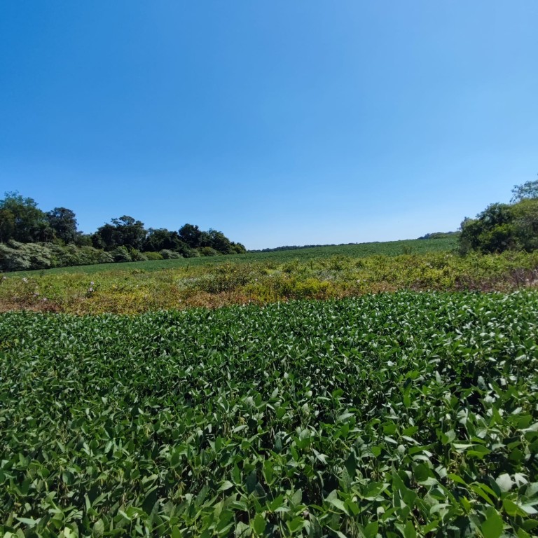 ÁREA DE TERRA DE 11.3 HA NO RS