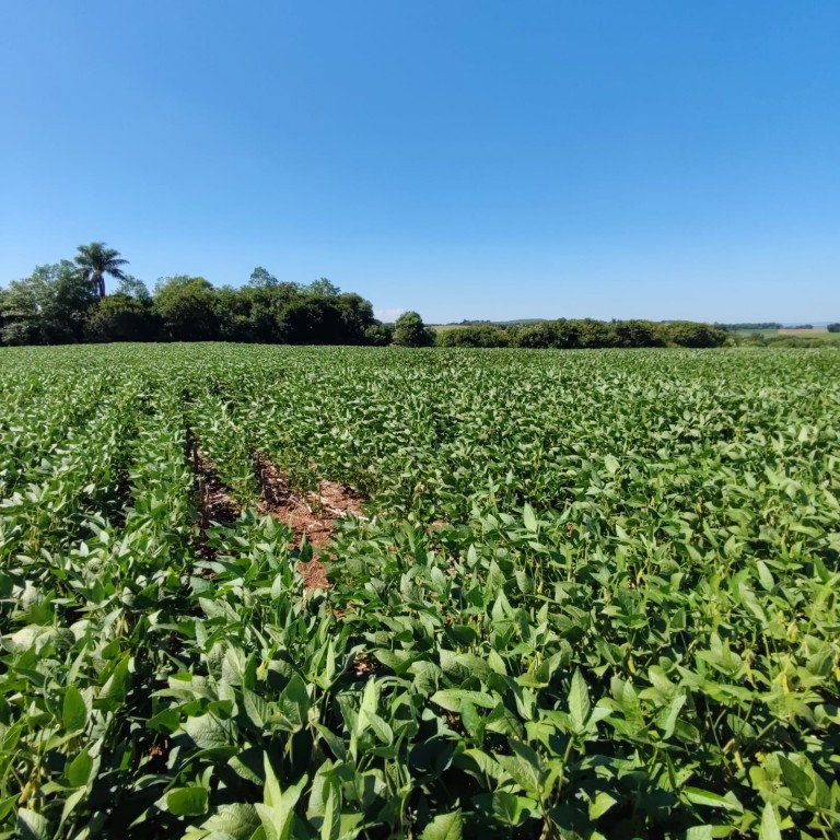 ÁREA DE TERRA DE 11.3 HA NO RS