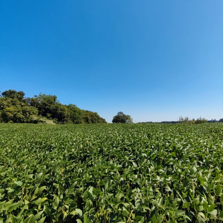ÁREA DE TERRA DE 11.3 HA NO RS
