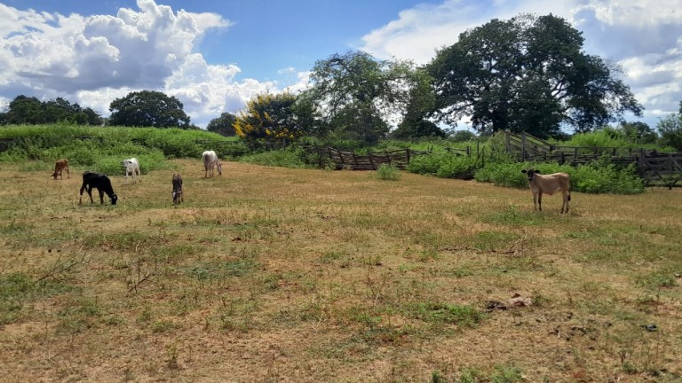 FAZENDA DE 1.000 HA EM MINAS GERAIS