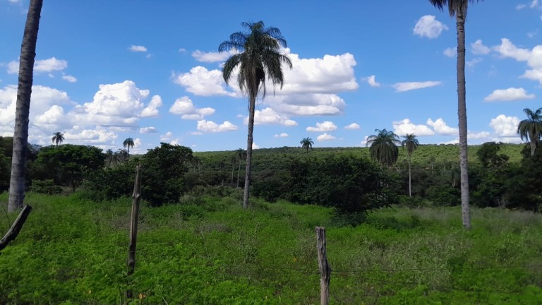 FAZENDA DE 1.000 HA EM MINAS GERAIS