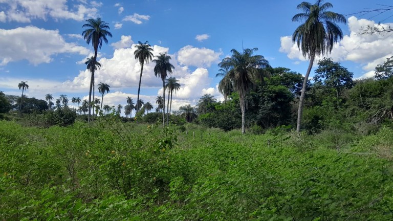 FAZENDA DE 1.000 HA EM MINAS GERAIS