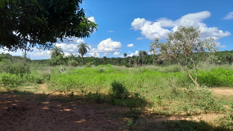 FAZENDA DE 1.000 HA EM MINAS GERAIS
