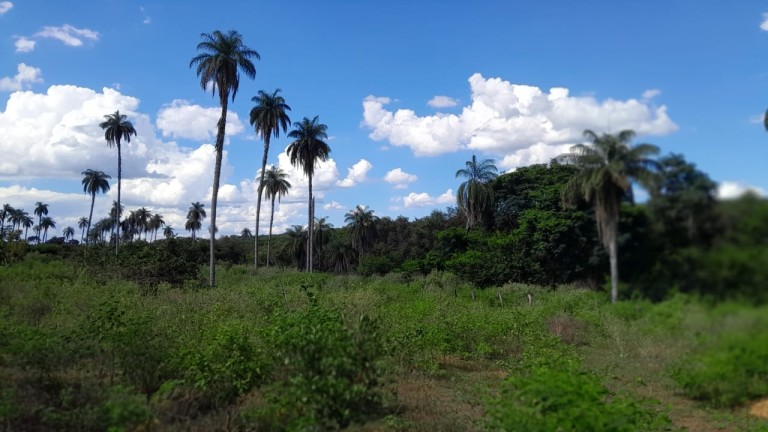FAZENDA DE 1.000 HA EM MINAS GERAIS