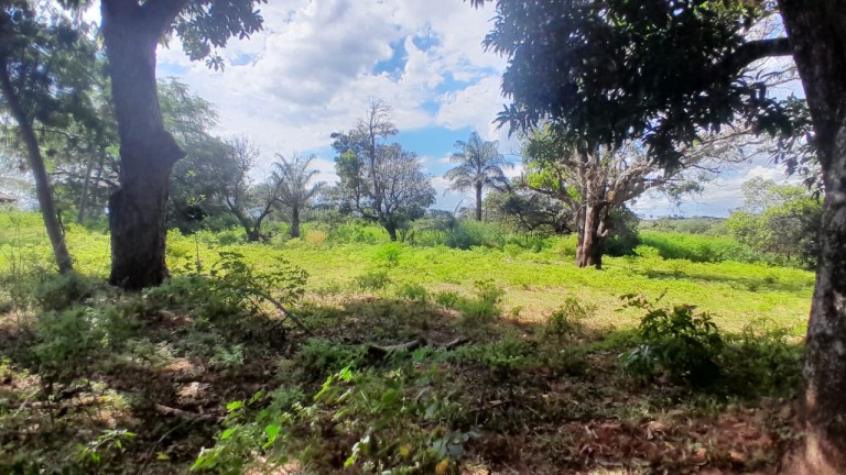 FAZENDA DE 1.000 HA EM MINAS GERAIS