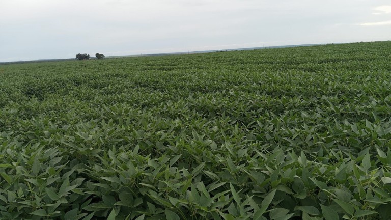 FAZENDA DE 339 HA NO TOCANTINS