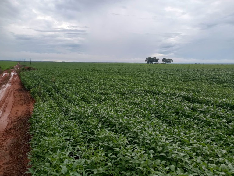 FAZENDA DE 339 HA NO TOCANTINS