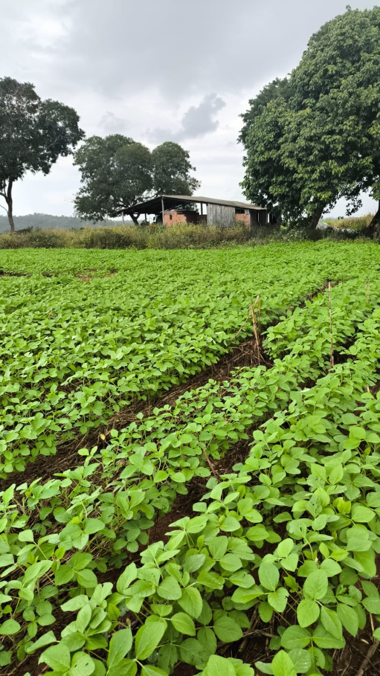 FAZENDA DE 339 HA NO TOCANTINS