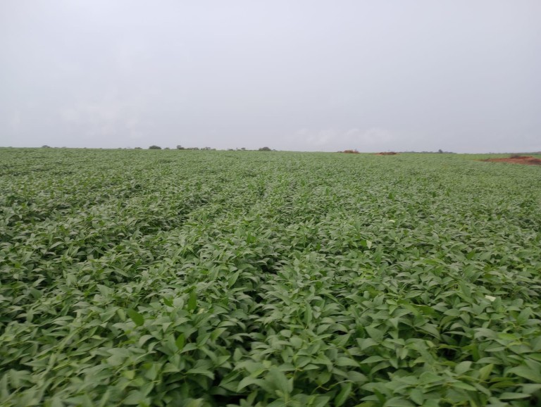 FAZENDA DE 339 HA NO TOCANTINS