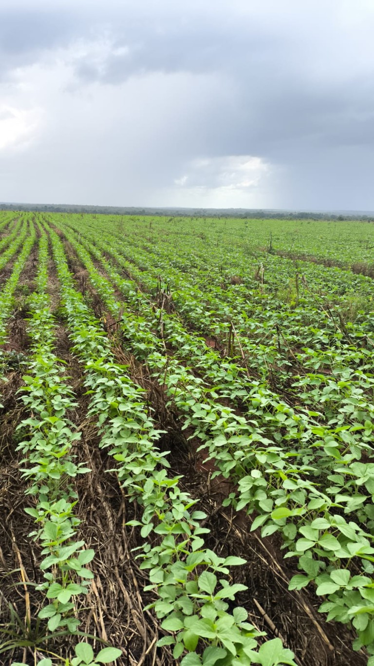 FAZENDA DE 339 HA NO TOCANTINS