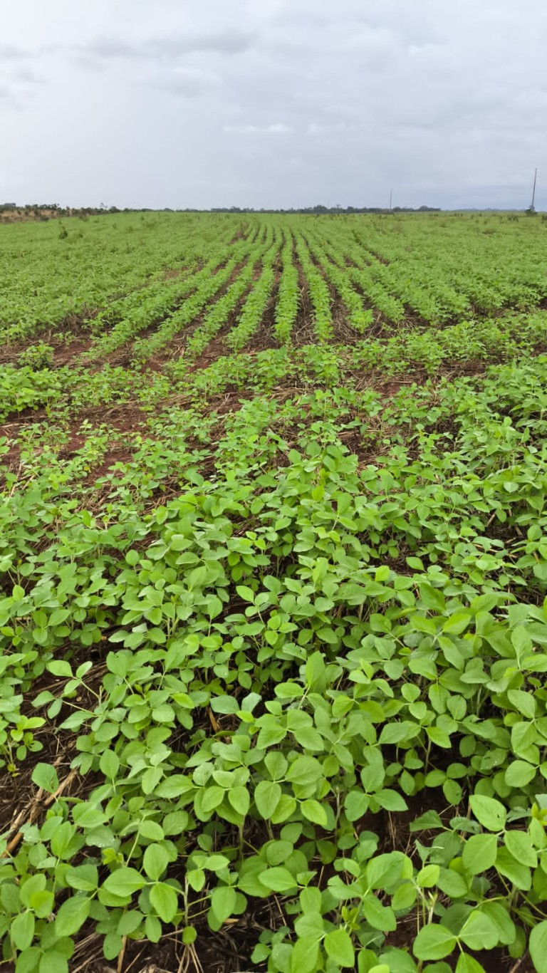 FAZENDA DE 339 HA NO TOCANTINS