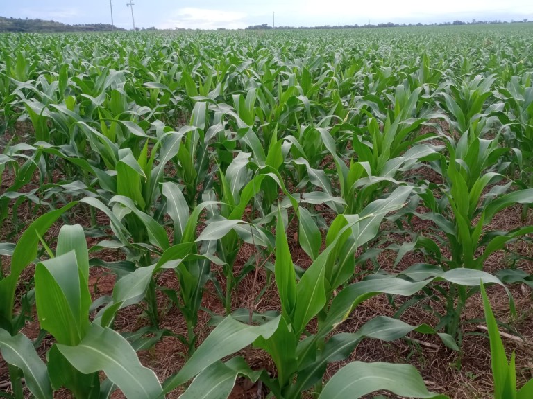 FAZENDA DE 339 HA NO TOCANTINS