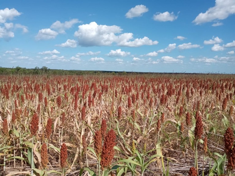 FAZENDA DE 339 HA NO TOCANTINS