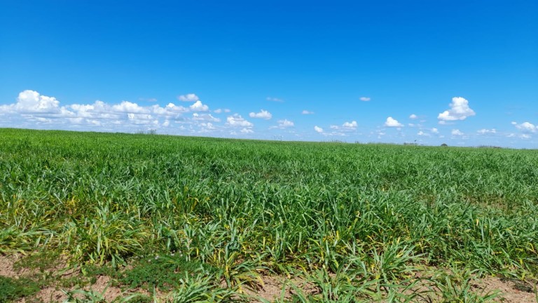FAZENDA DE 1.740 HA NO TOCANTINS