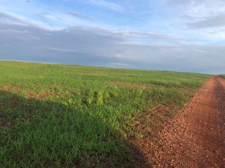FAZENDA DE 1.740 HA NO TOCANTINS