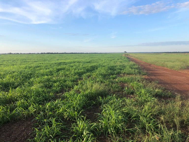 FAZENDA DE 1.740 HA NO TOCANTINS