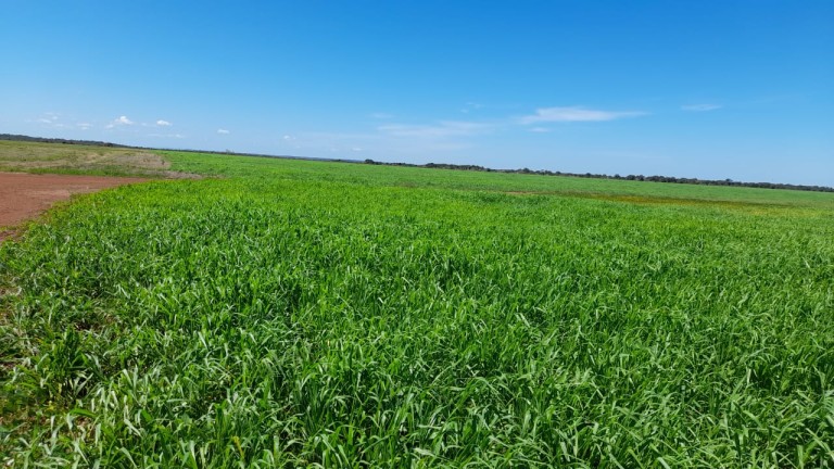FAZENDA DE 1.740 HA NO TOCANTINS